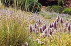 Ptilotus exaltatus 