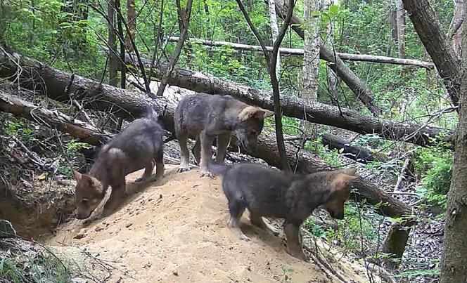 Małe wilki wyszły z nory i poznają las pod Częstochową