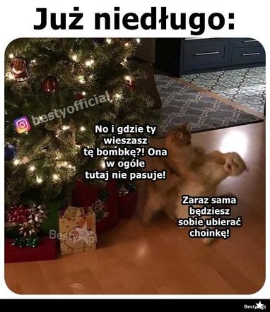 Najlepsze memy o świętach. Te obrazki rozbawią Cię do łez! Tak wygląda Boże Narodzenie oczami internautów [TOP 75]