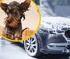 Szorowali psa chemią samochodową i atakowali myjką ciśnieniową. Skandaliczne zachowanie klientów myjni