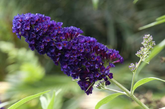 Budleja Dawida (Buddleja davidii) 