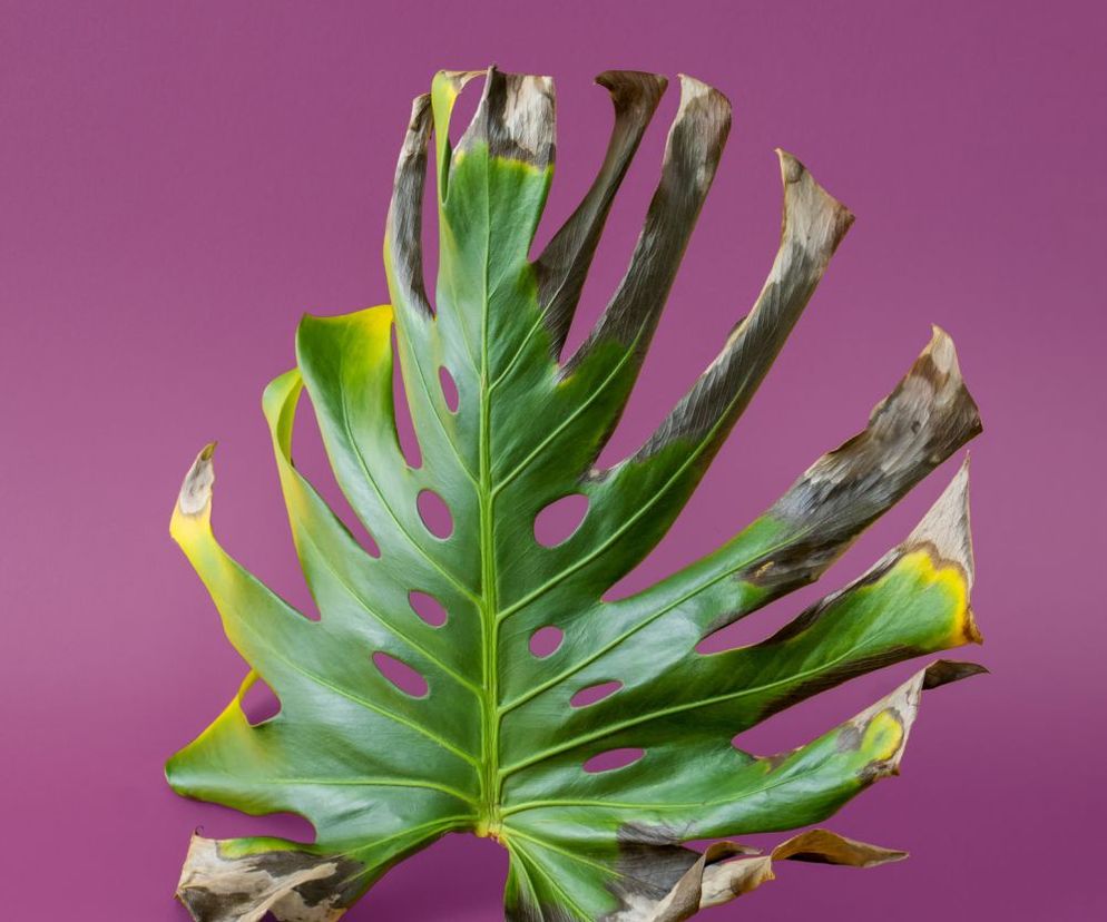 Monstera