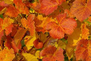 winorosl-jesien.jpg