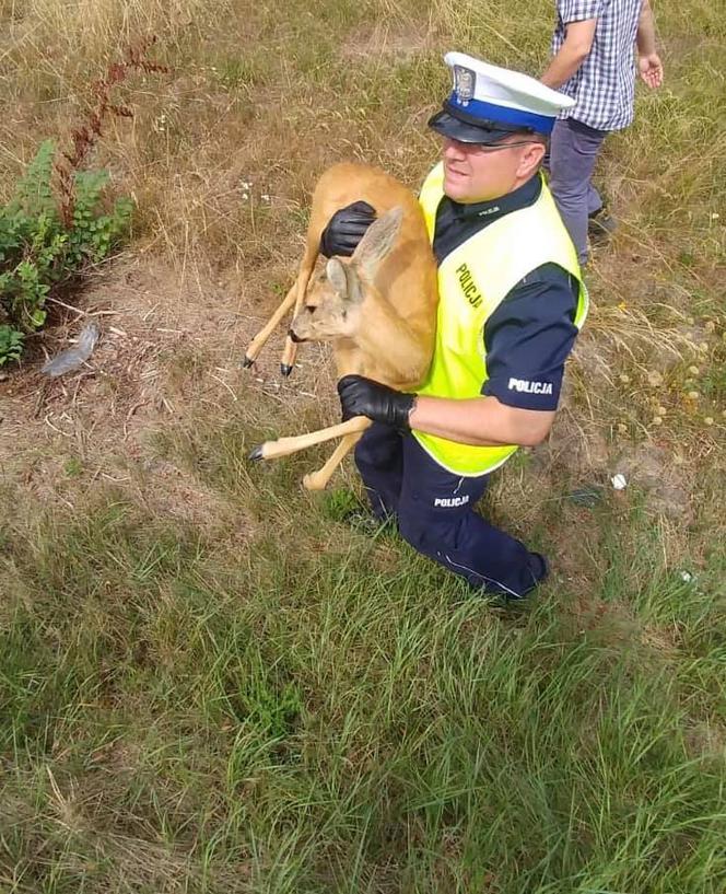 Ostrowski doktor Dolitte w policji