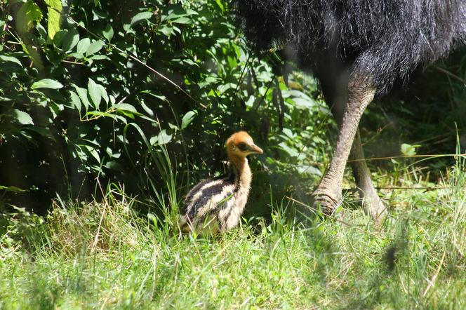 W zoo urodził się mały kazuar hełmiasty