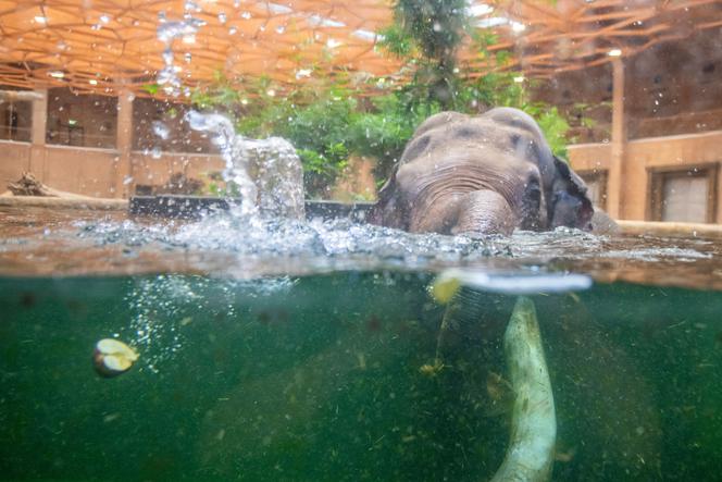 Orientarium w Łodzi. Zobacz, jak słoń Aleksander zażywa kąpieli! [ZDJĘCIA, VIDEO]