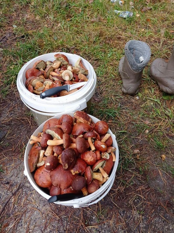 Prawdziwe skarby jesieni. Listopad to idealny czas na grzyby w Świętokrzyskiem? [Zdjęcia Waszych zbiorów]