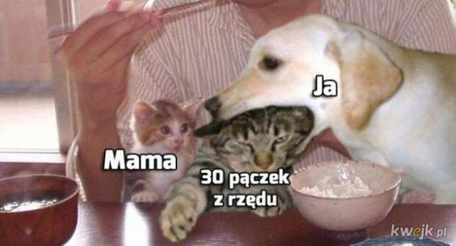 Memy na tłusty czwartek 2024 [GALERIA]
