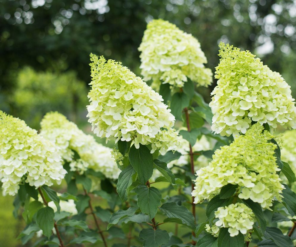 Hortensja bukietowa 'Polar Bear'