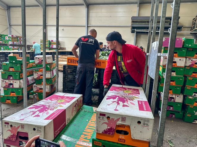 Królewskie kwiaty z Brzozia podbijają świat