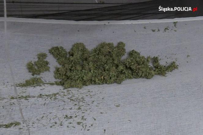  W pralni chemicznej, jak w serialu kryminalnym. Zamiast prania - plantacja