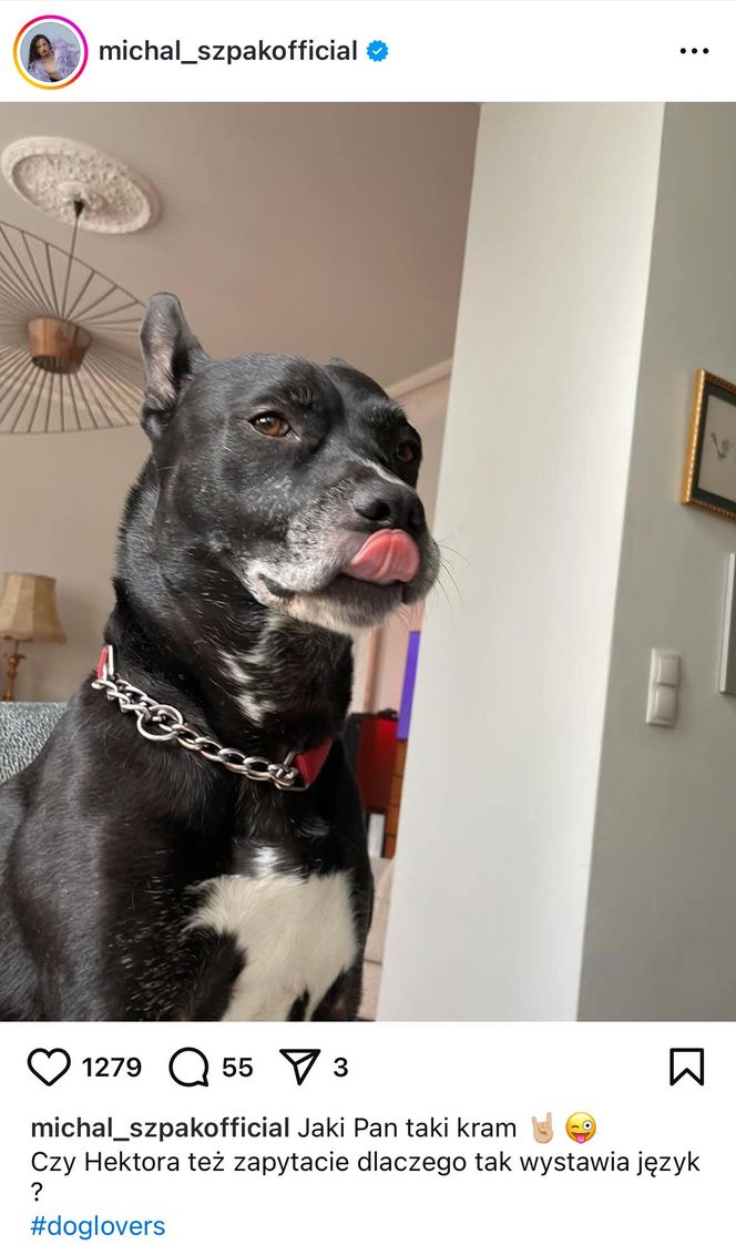 Te psy skradły serca gwiazd! Niektóre wyglądają jak z bajk