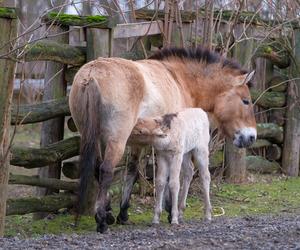 Klaczka konia Przewalskiego z matką Pimą w warszawskim ZOO