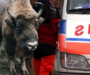 Auto zderzyło się z żubrem. Dwie osoby trafiły do szpitala