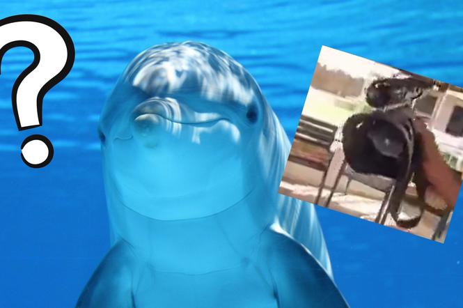 Delfin szpieg?