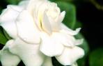 Gardenia