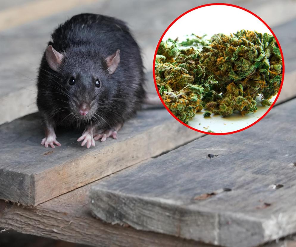 Szczury zjadły marihuanę w policyjnym magazynie! Wszystkie są naćpane