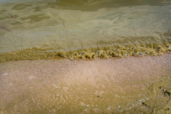  Mikołajki. Zakaz kąpieli na plaży miejskiej. W jeziorze pojawiły się sinice [ZDJĘCIA]