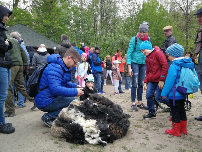 Owce z myślęcińskiego zoo pozbyły się nadmiaru wełny. Zobaczcie, jak wyglądało ich strzyżenie! [ZDJĘCIA]