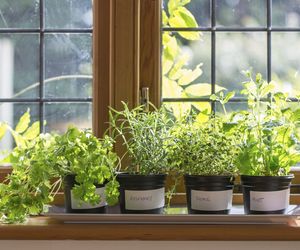 Zioła fotouczulające - które zioła uczulają na słońce? [LISTA]