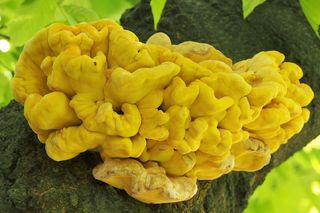 Ten grzyb smakuje jak kurczak. Polacy go pokochali 