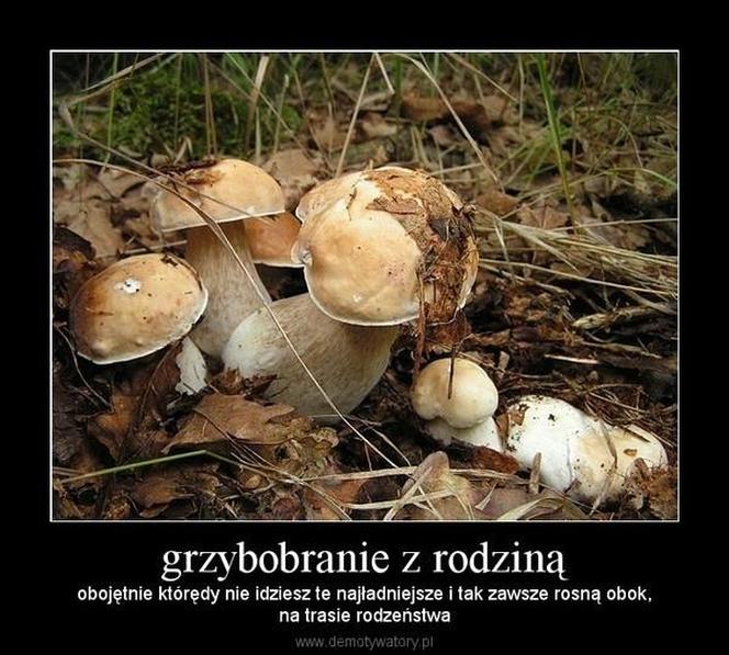 Grzybobranie 2023. Zobaczcie najlepsze memy o grzybiarzach! 