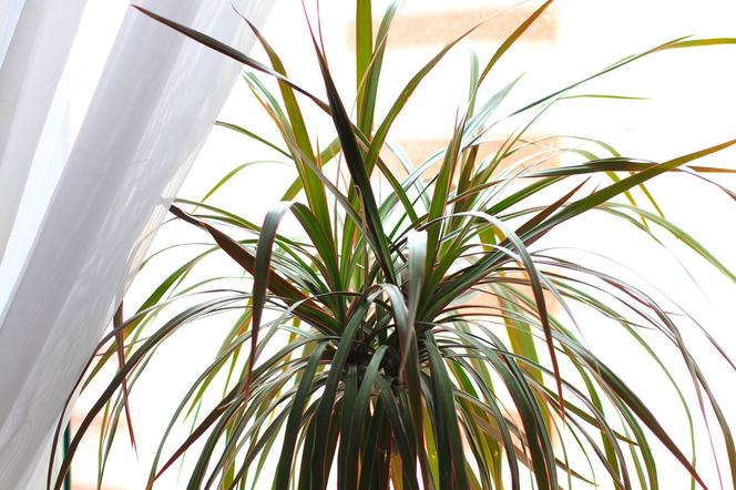 Dracena obrzeżona