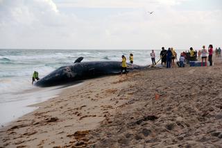 Wieloryb miał 6 kg plastiku w żołądku!