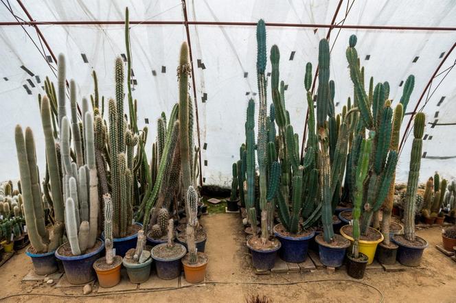 Kaktusy pana Mieczysława potrzebują ciepła