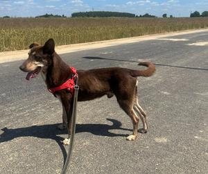 Nugat czeka na dom w schronisku dla zwierząt w Zamościu