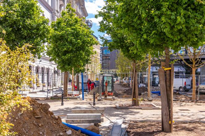 Nowe drzewa na ul. Brackiej w Warszawie