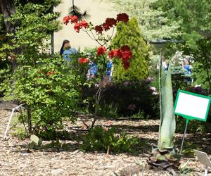 Miniarboretum powstało w Bytomiu. Miasto zaprasza uczniów i przedszkolaków