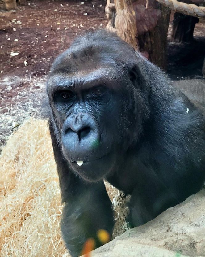 Nowe mieszkanki w ZOO Warszawa