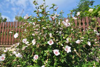 Hibiskus ogrodowy (ketmia syryjska) – kiedy kwitnie i jak o niego dbać?