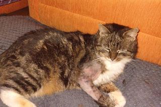 Kamil G. brutalnie kopnął kotkę Dzidzię. Usłyszał surowy wyrok