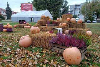 Dyniowa instalacja w centrum Giżycka. Można zrobić sobie jesienną sesję [ZDJĘCIA]
