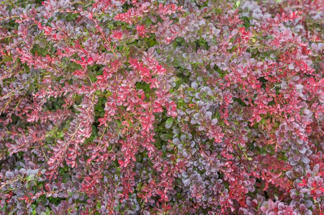 Berberys 'Atropurpurea Nana'