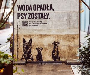 Woda opadła, psy zostały. Zbiórka dla schronisk