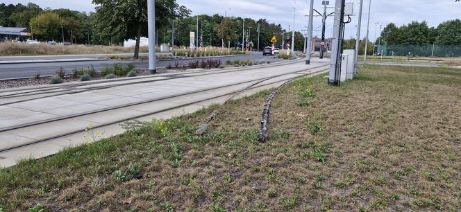 Tory prowadzą na trawnik. Taki widok przy ul. Legionów w Toruniu