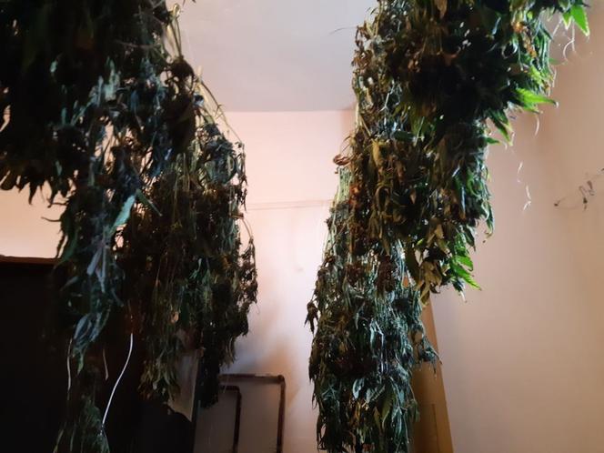Plantacja konopi indyjskich zlikwidowana. Sukces funkcjonariuszy ze Świecia i Grudziądza
