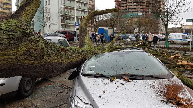 Złamane drzewo uszkodziło samochód na ul. Podhalańskiej w Szczecinie