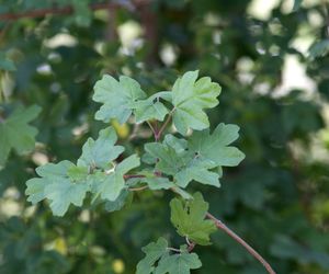 Klon polny (Acer campestre) - odmiany, sadzenie, uprawa, pielęgnacja, zastosowanie na żywopłot