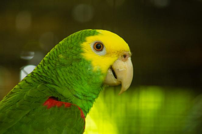 Amazonka żółtogardła (Amazona oratrix)