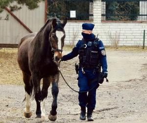 Koń Blue Baker odchodzi na emeryturę