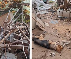 Interwencja OTOZ Animals oddział kujawsko-pomorski