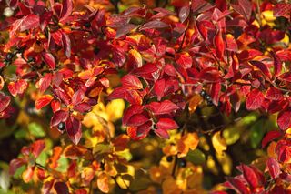 Irga błyszcząca - roślina idealna na żywopłoty! A jak pięknie prezentuje się jesienią!