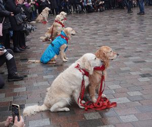 Golden Retriever WOŚP w Poznaniu