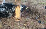 Makabryczny wypadek pod Zamościem. 19-latek wylądował na drzewie i zginął. Miał prawo jazdy od dwóch miesięcy!