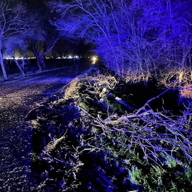 Wichura na Dolnym Śląsku. Powalone drzewa, uszkodzone samochody. Niemal 200 interwencji strażaków