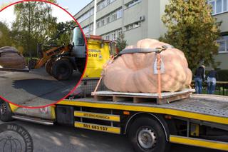 To prawdziwy potwór! Największa dynia w Polsce waży więcej niż Maluch! [ZDJĘCIA]